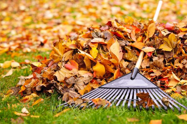 Cost of Leaves Removal in Naples