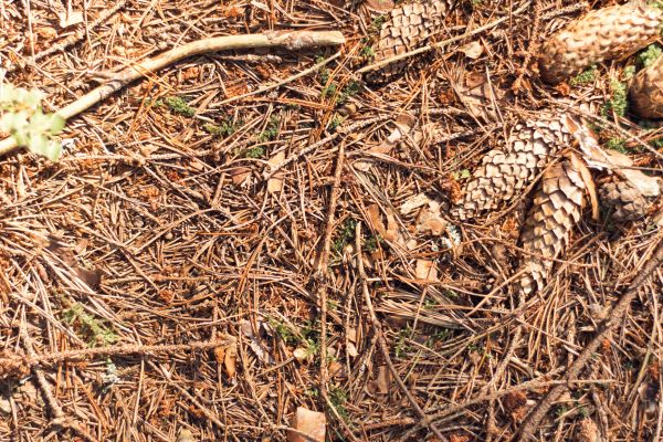 Cost of Pine Needles Removal in Naples