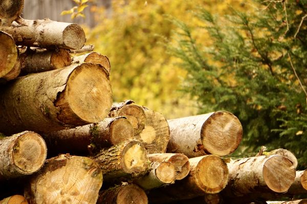 Cost of Wood Pile Removal in Naples
