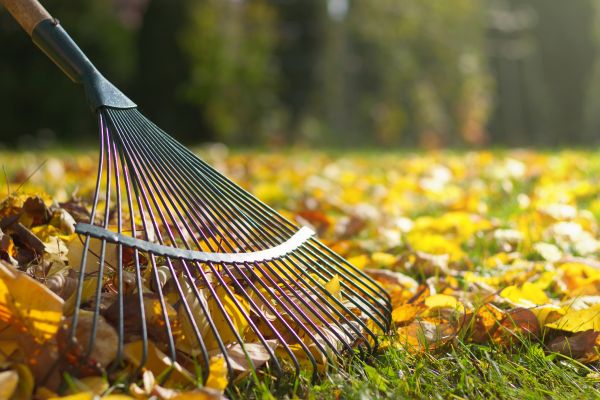 Cost of Leaf Raking Service in Naples