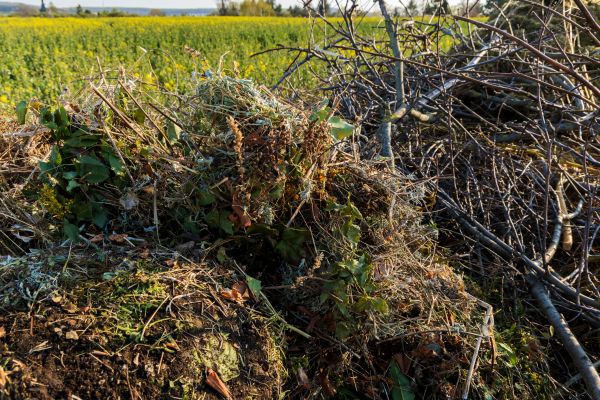 Cost of Brush Disposal in Naples