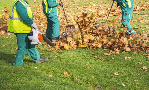 Cost of Leaf Maintenance in Naples