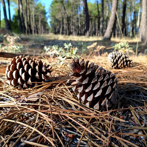 Cost of Pine Cone Removal in Naples