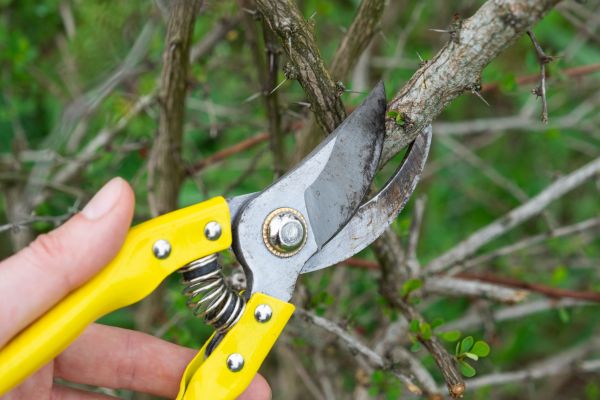 Cost of Limbs Removal in Naples