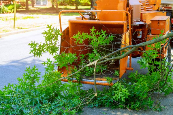 Cost of Tree Branches Removal in Naples