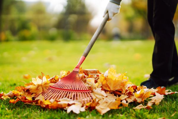 Cost of Ditch Leaf Removal in Naples