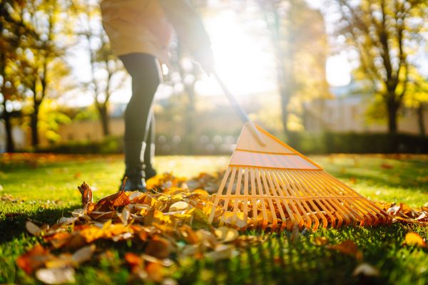 Cost of Leaves Raking in Naples