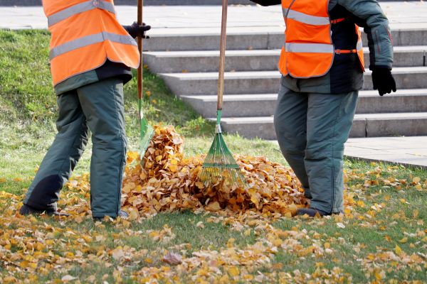 Cost of Leaf Hauling Service in Naples