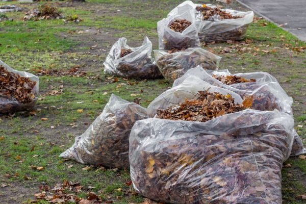 Cost of Leaf Pile Disposal in Naples