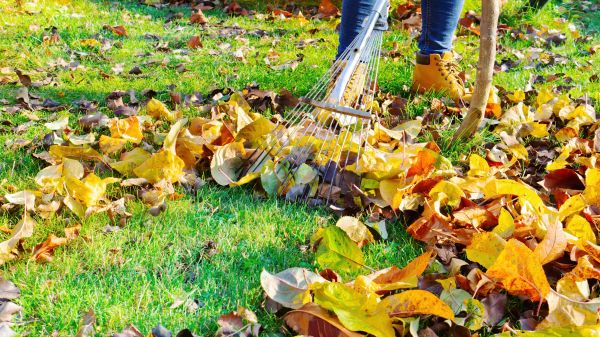 Cost of Lawn Cleanup Service in Naples